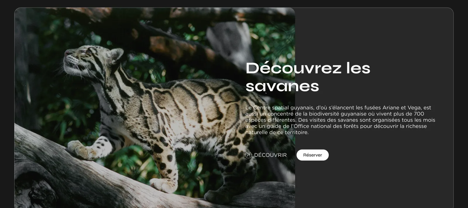 Maquette du bloc « Découvrez les savanes » de la page Guyaspace, avec la photo d’un félin sur une branche