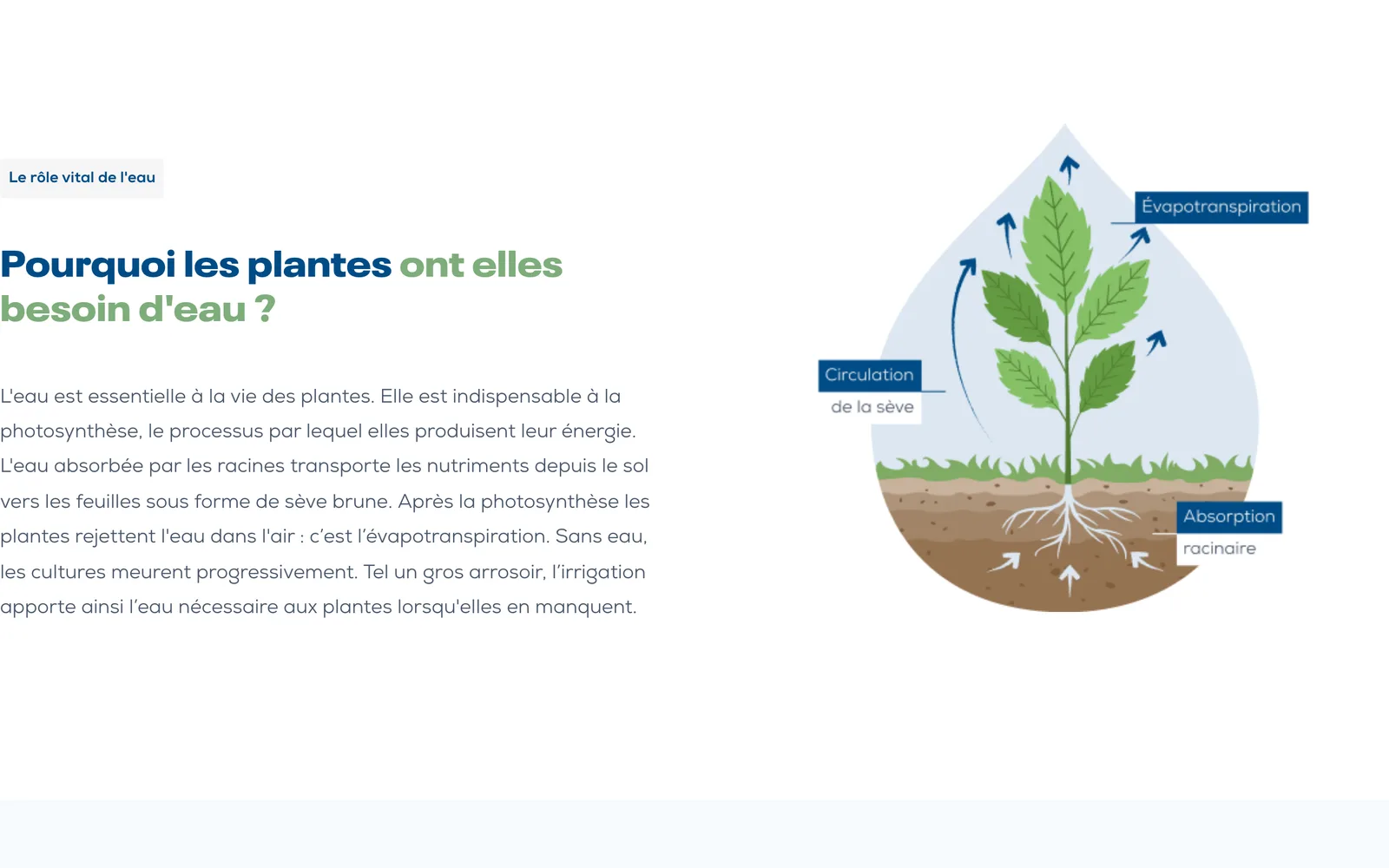 Page « Comprendre l’irrigation » : un schéma illustré du trajet de l’eau dans la plante